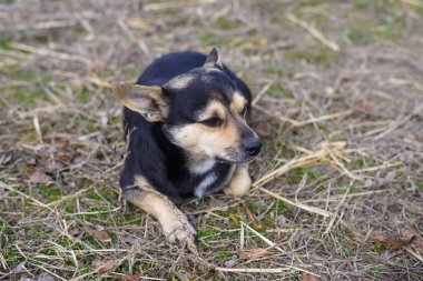 Siyah köpek bir takas, kırsal alanda yatıyor. yakın çekim.