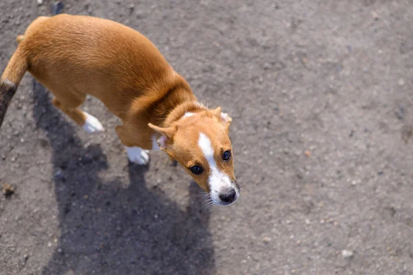 Vista mestiça de cima. O cachorro vermelho está no asfalto. . — Fotografia de Stock