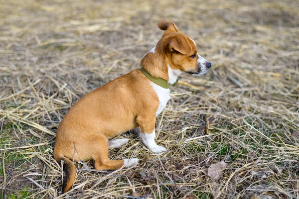 Mongrel close up. Dog in the countryside. — Stock Photo, Image