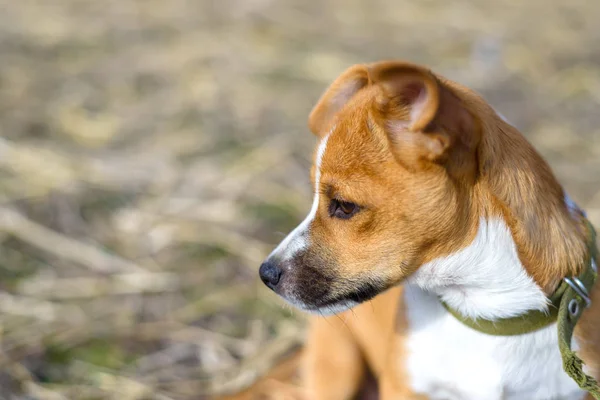 Portrét malého pejska. Pes na venkově. — Stock fotografie