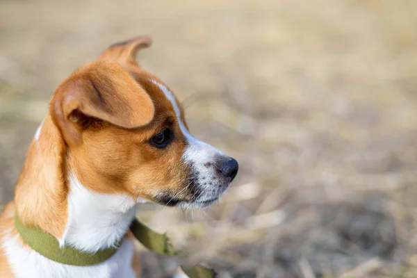 Portrait of a small dog. Dog in the countryside. — Stock Photo, Image