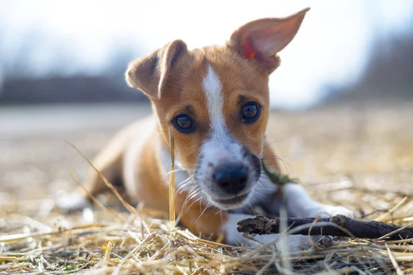 Cucciolo che gioca con un bastone. Un cane senzatetto. Cane di piccola taglia in campagna . — Foto Stock