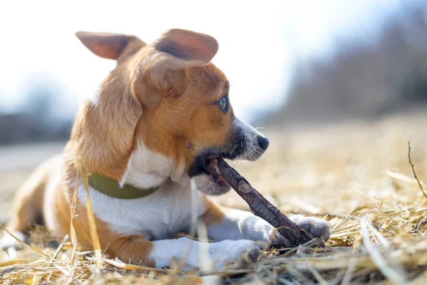 Cucciolo che gioca con un bastone. Un cane senzatetto. Cane di piccola taglia in campagna . — Foto Stock