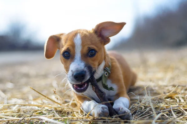 Cucciolo che gioca con un bastone. Un cane senzatetto. Cane di piccola taglia in campagna . — Foto Stock