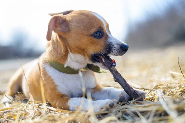 Chiot jouant avec un bâton. Chien sans abri. Petit chien à la campagne . — Photo