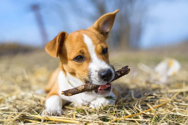 Chiot jouant avec un bâton. Chien sans abri. Petit chien à la campagne . — Photo