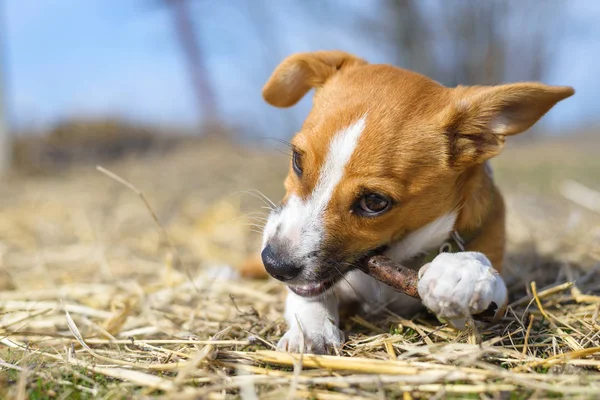 Puppy playing with a stick. Homeless dog. Small dog in the countryside. — Stock Photo, Image