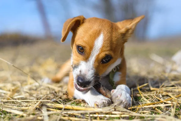 Welpen spielen mit einem Stock. Obdachloser Hund. Kleiner Hund auf dem Land. — Stockfoto