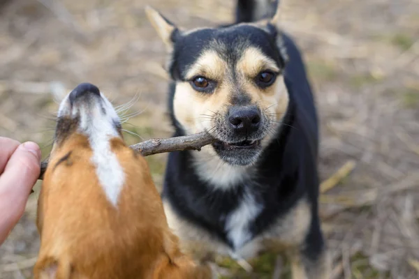 Δύο μικρά σκυλιά παίζουν με ένα ραβδί. Outbred κουτάβια στην ύπαιθρο. — Φωτογραφία Αρχείου