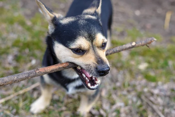 Cute puppy playing with a wooden stick for a walk. Beautiful mongrel.