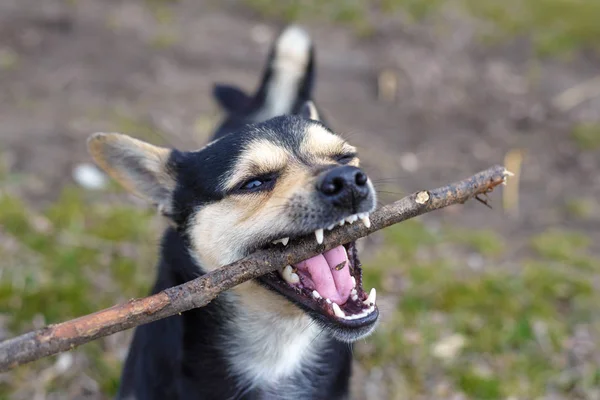 Cute puppy playing with a wooden stick for a walk. Beautiful mongrel.