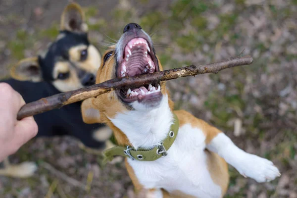 Щеня грає з палицею. Безпритульний собака. Маленький собака в сільській місцевості . — стокове фото