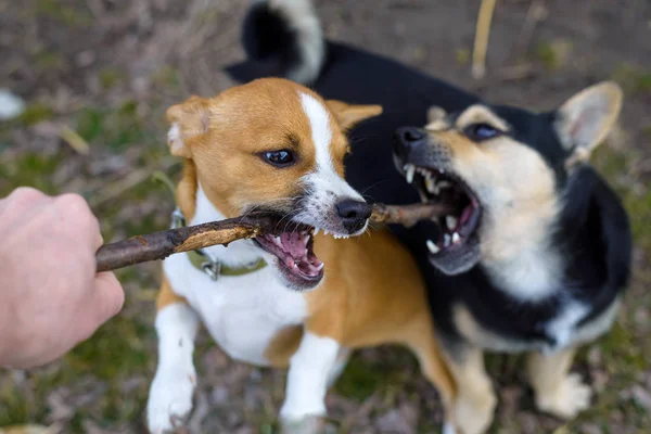 Cucciolo che gioca con un bastone. Un cane senzatetto. Cane di piccola taglia in campagna . — Foto Stock