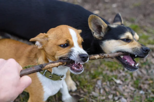 Puppy spelen met een stok. Dakloze hond. Kleine hond op het platteland. — Stockfoto