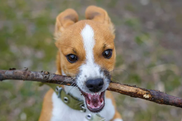 Puppy playing with a stick, close-up. Small dog in the countryside.