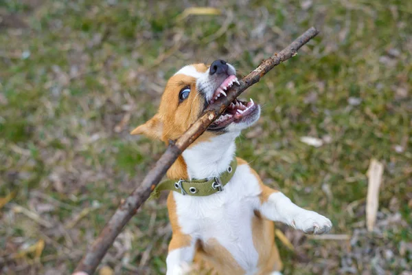 Cucciolo che gioca con un bastone, primo piano. Cane di piccola taglia in campagna . — Foto Stock