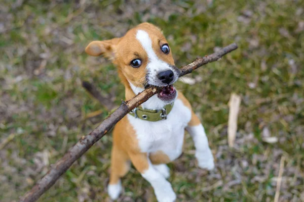 Pup, spelen met een stok, close-up. Kleine hond op het platteland. — Stockfoto