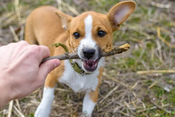 Cucciolo che gioca con un bastone, primo piano. Cane di piccola taglia in campagna . — Foto Stock