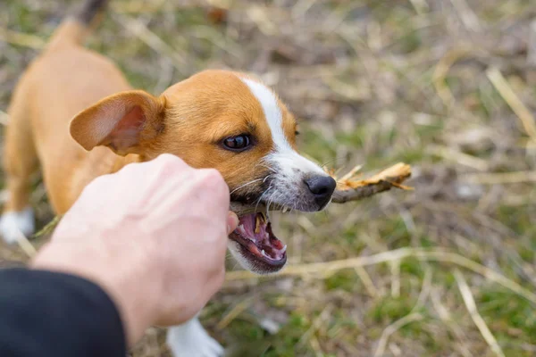 Cucciolo che gioca con un bastone. Un cane senzatetto. Cane di piccola taglia in campagna . — Foto Stock