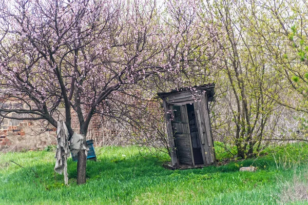 Сельский туалет против пружинного дерева . — стоковое фото