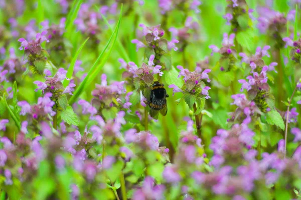 Grande fofo bumblebee closeup . — Fotografia de Stock