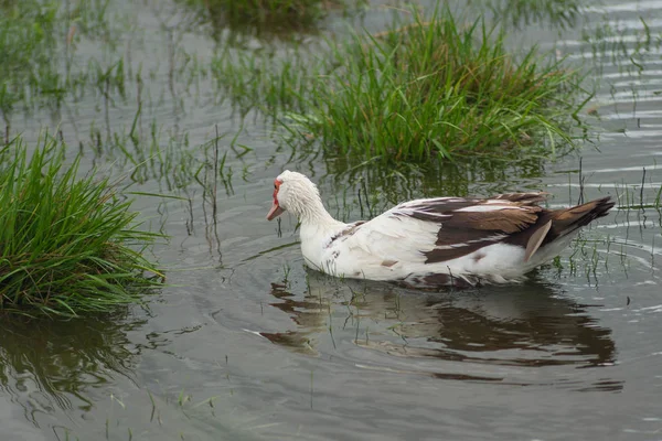 Pato Indo nada na lagoa . — Fotografia de Stock