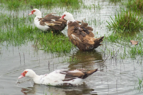 Pato Indo nada na lagoa . — Fotografia de Stock