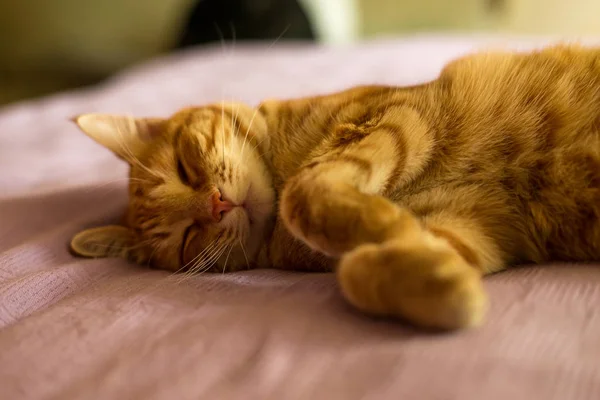 Червоноволоса кішка лежить на дивані крупним планом портрет . — стокове фото