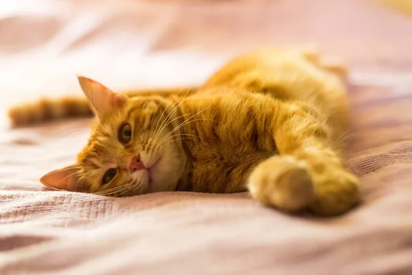 Red-haired cat lying on the sofa close-up portrait. — Stock Photo, Image