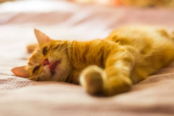Kanepede yatan kızıl saçlı kedi yakın çekim portre. — Stok fotoğraf