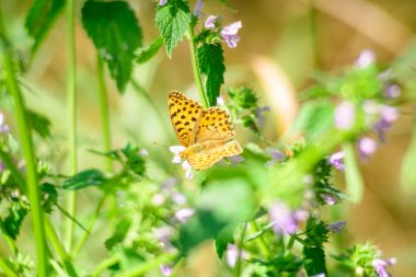 Turuncu kanatlı güzel bir kelebek yabani bir çiçek üzerinde oturur.