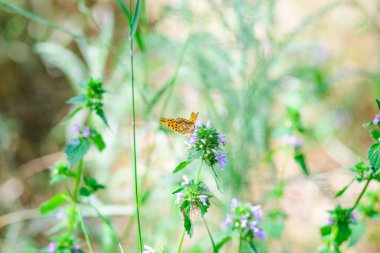 Turuncu kanatlı güzel bir kelebek yabani bir çiçek üzerinde oturur.