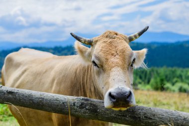Arka planda güneş doğarken bir tarlada otlayan sığırlar.