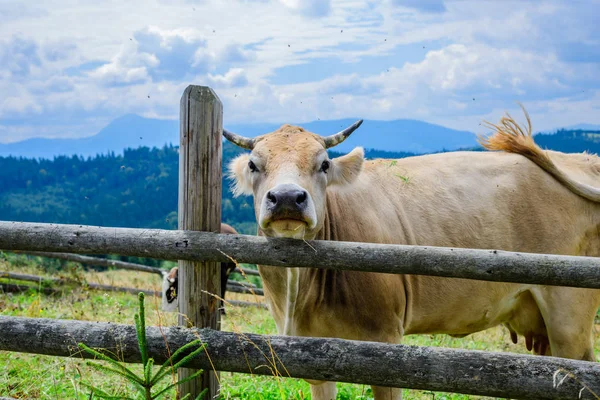 Arka planda güneş doğarken bir tarlada otlayan sığırlar.