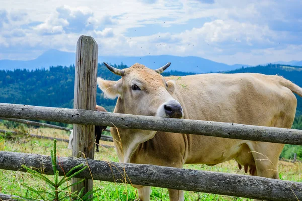 Arka planda güneş doğarken bir tarlada otlayan sığırlar.