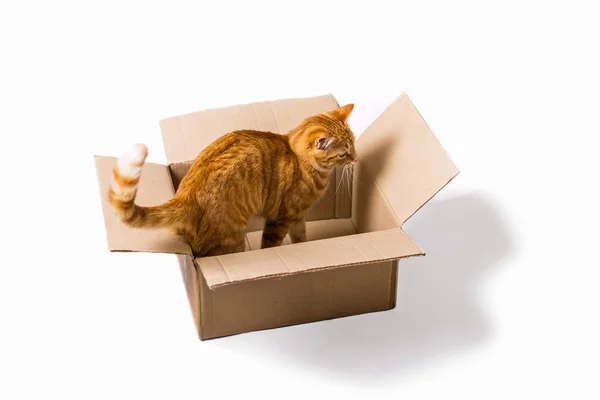 Gato de gengibre amarelo na caixa pet isolado — Fotografia de Stock