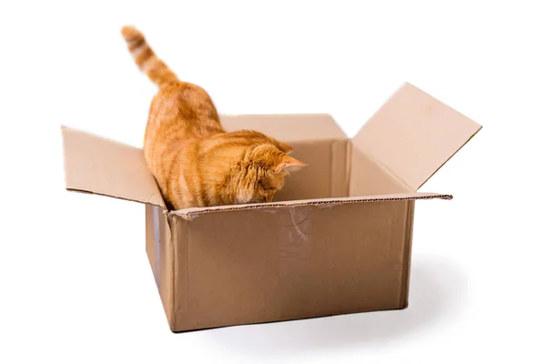 Желтый рыжий кот в коробке питомца изолированы — стоковое фото