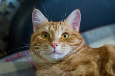 Ekose üzerinde yatan kızıl kedi. Güzel bir kedi portresi.