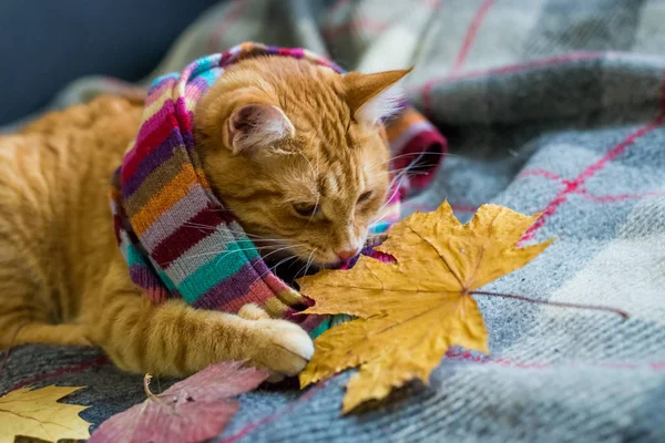 Gato de gengibre deitado em uma planície envolto em um lenço . — Fotografia de Stock
