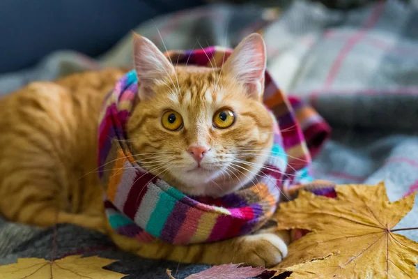 Імбирний кіт лежить на плед, загорнутий у шарф . — стокове фото