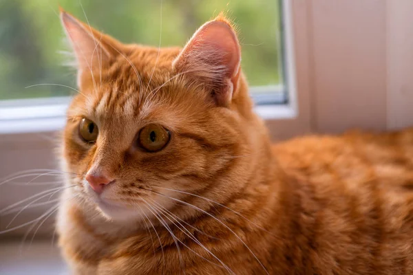 Belo gato vermelho sentado e olhando para uma janela — Fotografia de Stock