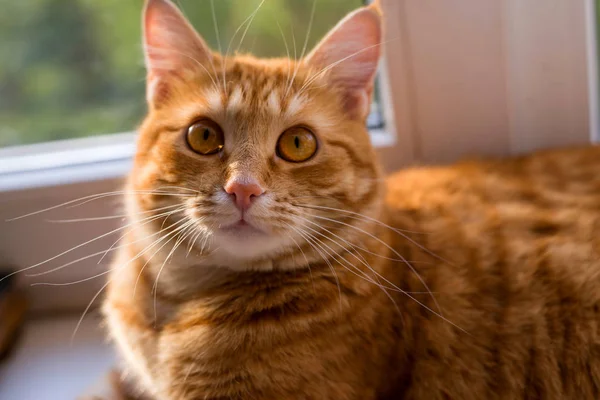 Belo gato vermelho sentado e olhando para uma janela — Fotografia de Stock