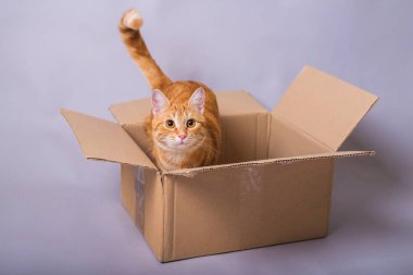 Gri arka plan daki bir kutuda komik kırmızı kedi.