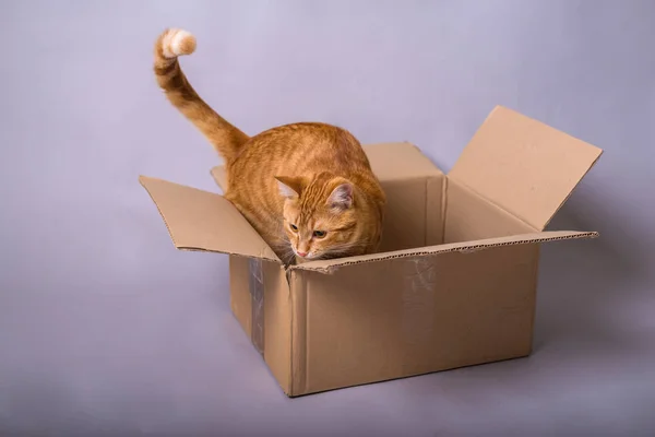 Смешной красный кот в коробке на сером фоне . — стоковое фото