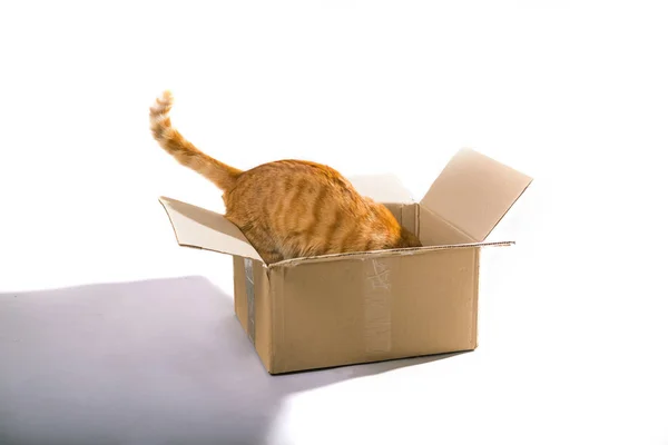Żółty imbir kot w pudełku zwierzę na białym tle — Zdjęcie stockowe