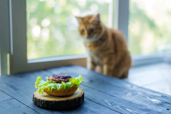赤い猫はハンバーガーの準備を見ています. — ストック写真