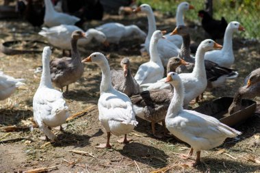 Kazlar bir yaz günü bahçede otlarlar. Çiftlik.
