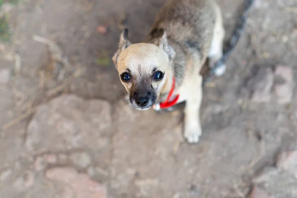 Ein Kleiner Hund Einer Kette Schaut Mit Traurigen Augen Bauernhof — Stockfoto