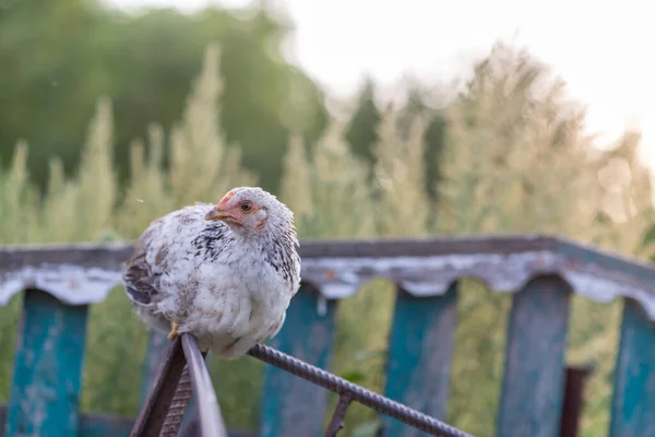 The chicken sits on a stick against the backdrop of trees and sunset. Ukrainian village.