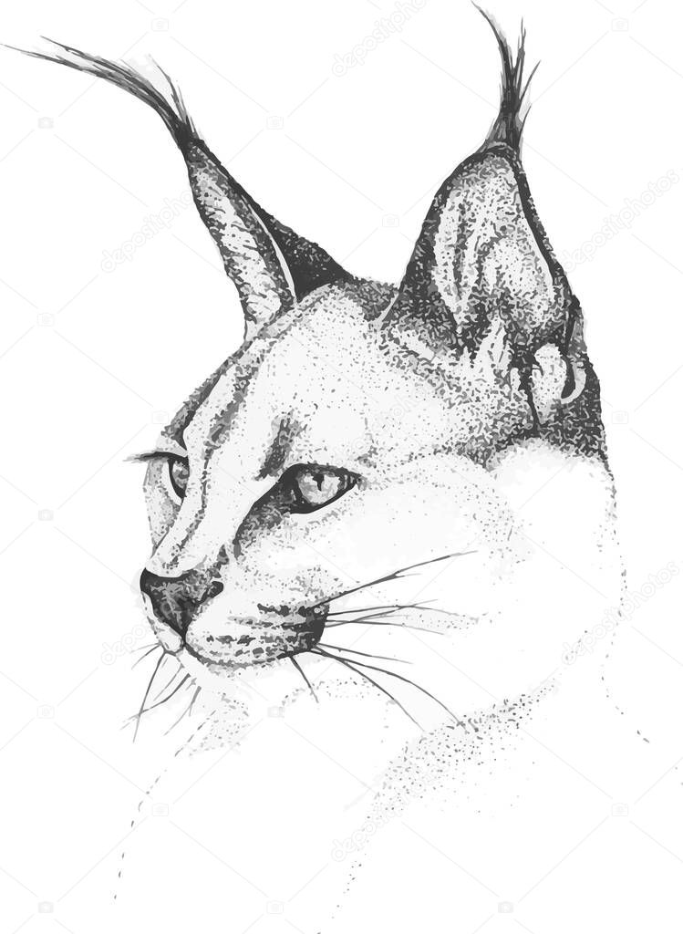 black and white graphic portrait of a lynx